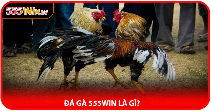 Đá Gà 555win Là Gì?
