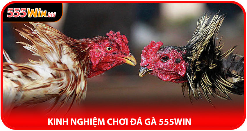 Kinh Nghiệm Chơi Đá Gà 555win Hiệu Quả